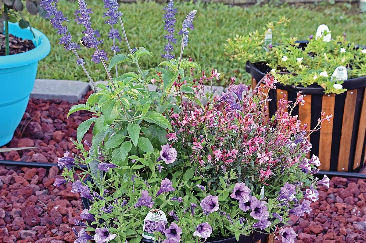 Image of Salvia and Supertunias