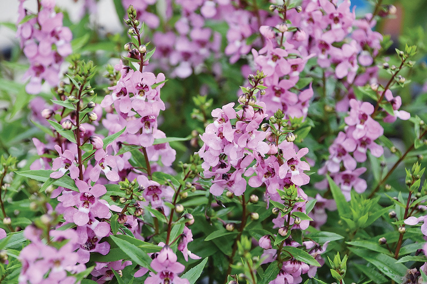 Angelonia thrives in full sun, Mississippi humidity - The Oxford Eagle ...