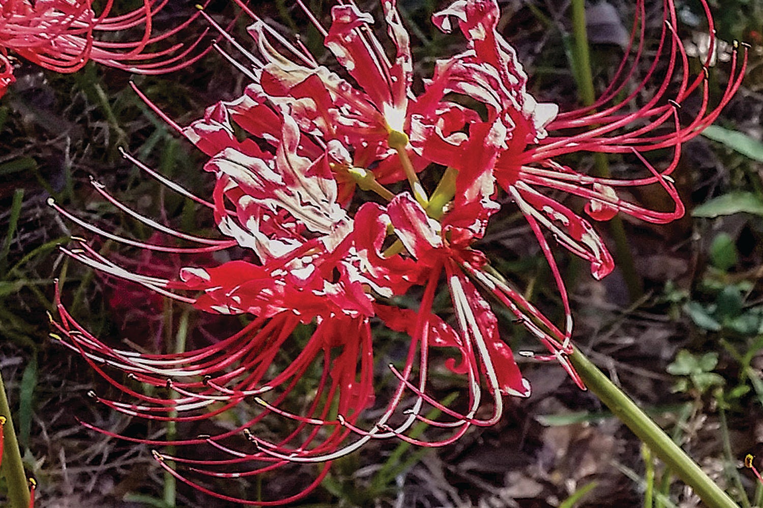 red spider lily inuyasha