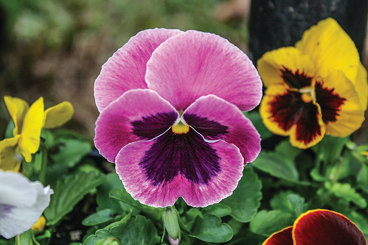 Matrix, Cool Wave pansies highlight winter gardens - The Oxford Eagle | The  Oxford Eagle