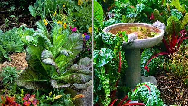 Container gardening for growing food - MSU Extension