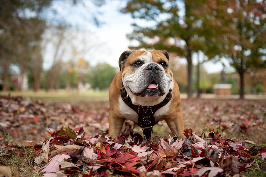 Local students named to Mississippi State University's fall 2022 Deans