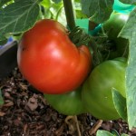 A large red tomato is next to green tomatoes.