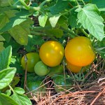 Green leaves surround yellow and green tomatoes.