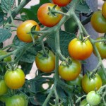 Green leaves surround yellow and green tomatoes.