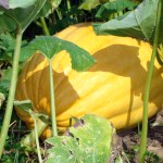Alt text -- A large yellow pumpkin grows on a vine.