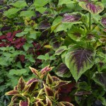 Green leafy plants in a garden.
