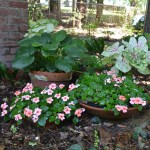 Pink flowers bloom in a shady area with green and white leaves.