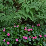 Pink flowers bloom in a shady area with green leaves.