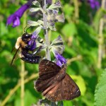 A bumblebee and a moth rest on a stalk with purple flowers.