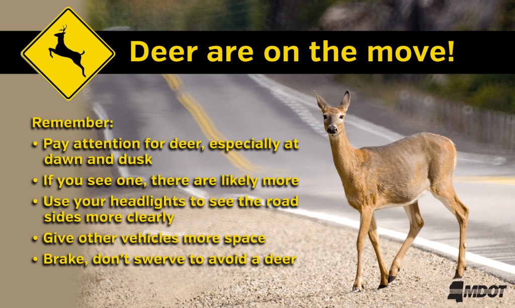 Stay Safe on Mississippi Roads During Deer Season is easy with MDOT Expert Tips for Drivers. Don't veer for deer