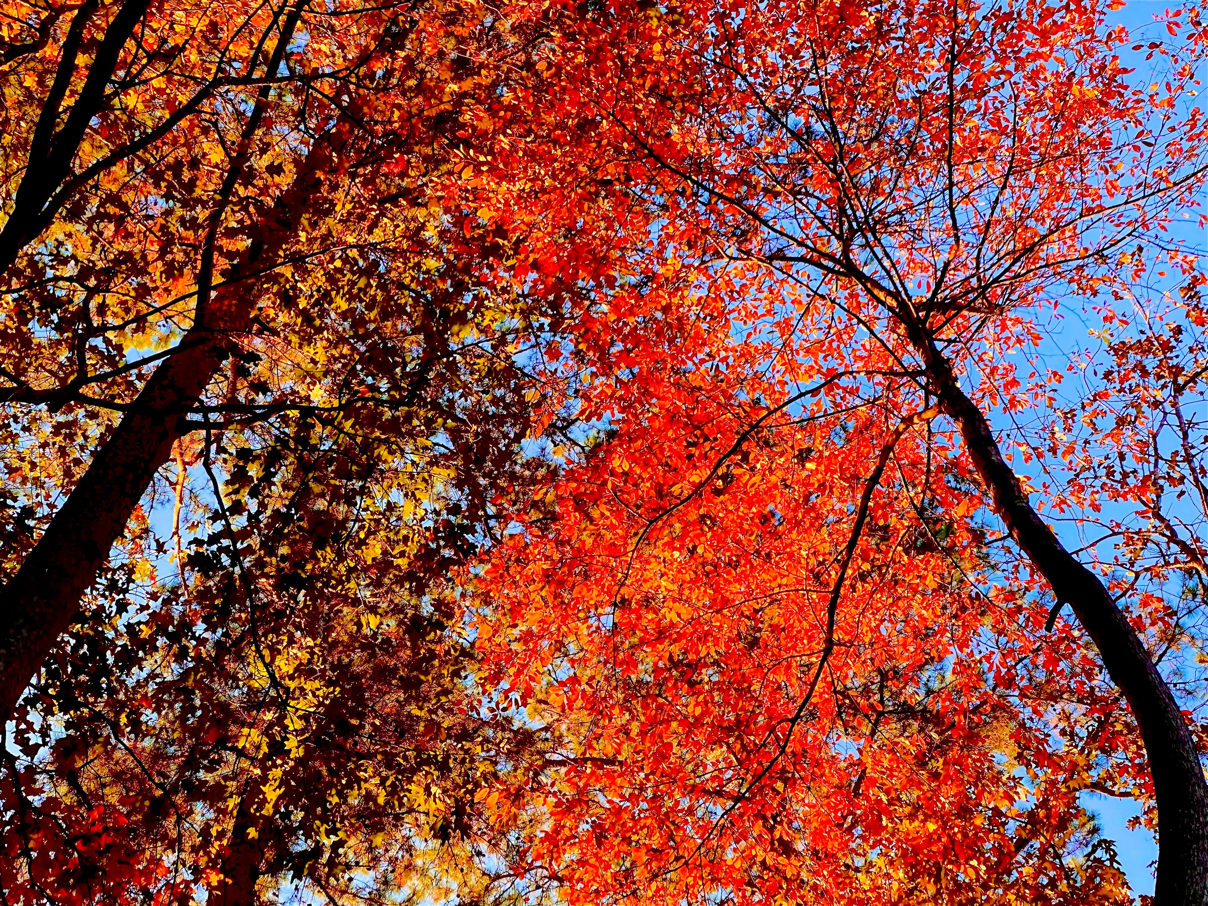 Explore forest bathing's tranquility and benefits. Escape the urban hustle by immersing in nature, improving both mental and physical health.