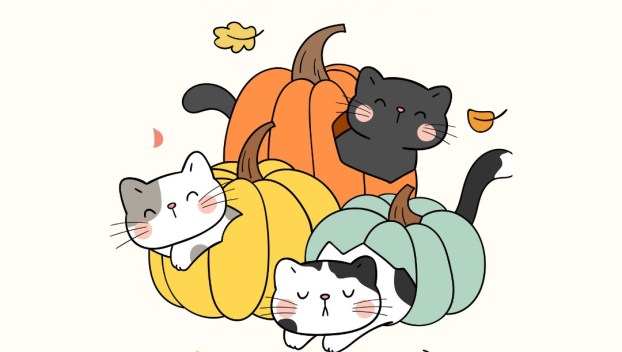 9 Lives Cat Rescue Hosts 'Save me a Plate' Foster Event for Thanksgiving