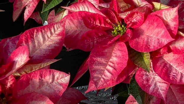 Alt text -- A poinsettia has marbled red and white bracts.