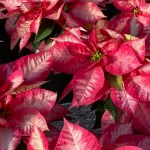 Alt text -- A poinsettia has marbled red and white bracts.