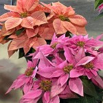 Alt text -- A poinsettia with pink bracts is next to a poinsettia with coral bracts.