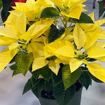 Alt text -- A poinsettia has yellow bracts.