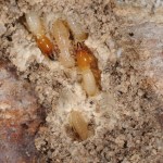 Small insects have white bodies with brown heads.