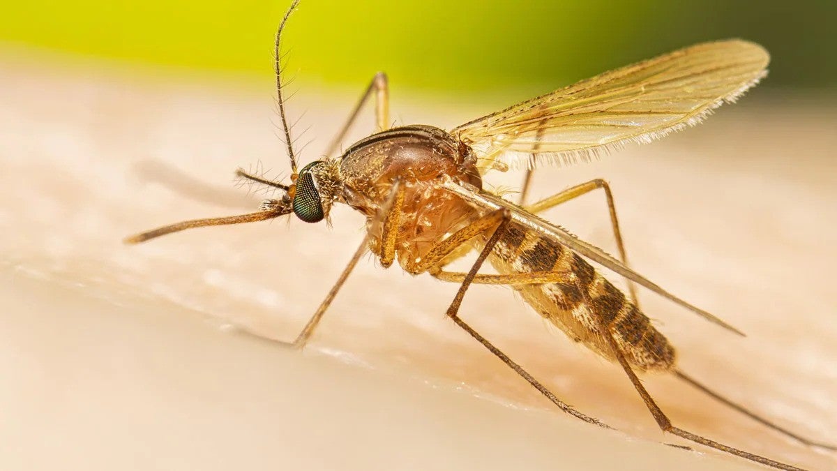 First West Nile virus death reported in Mississippi in 2024 – The Oxford Eagle