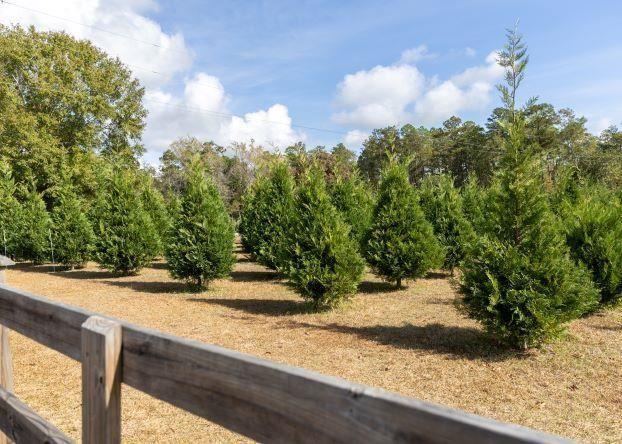 Family tradition helps Christmas tree farms