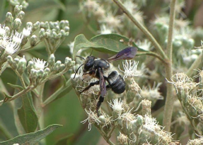 Ground-nesting, native bees support agriculture